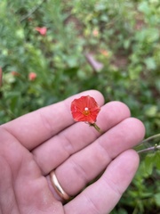 Ipomoea hederifolia