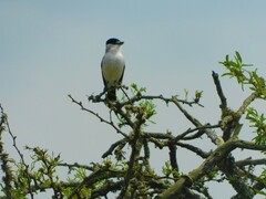 Xenopsaris albinucha