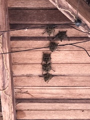 Rhynchonycteris naso