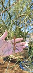 Parkinsonia aculeata