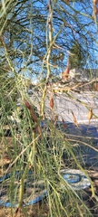 Parkinsonia aculeata