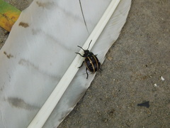 Doryphorina