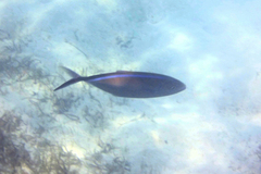 Caranx ruber