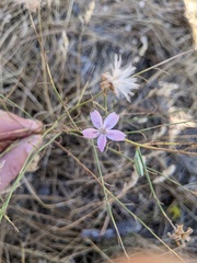 Stephanomeria