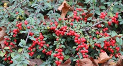 Cotoneaster