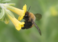 Anthophora bomboides