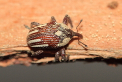 Sternuchopsis karelinii