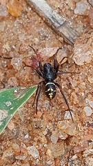 Steatoda ancorata