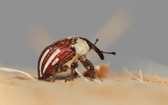 Sternuchopsis karelinii