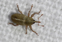 Tychius meliloti