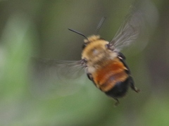 Anthophora bomboides