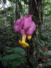 Drymonia coccinea