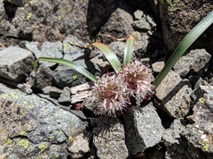 Allium incomptum