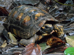 Chelonoidis denticulatus