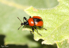 Attelabus suturalis