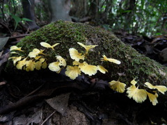 Cotylidia aurantiaca