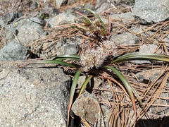 Allium incomptum