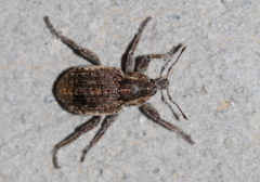 Brachypera zoilus