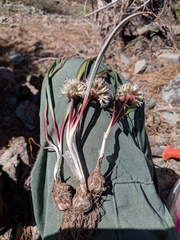 Allium incomptum