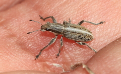 Charagmus intermedius