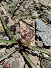Allium incomptum