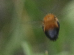 Anthophora bomboides