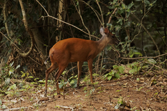 Cephalophorus natalensis