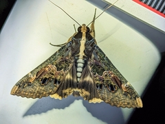 Sphingomorpha chlorea