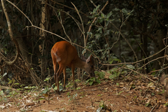 Cephalophorus natalensis