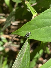 Latonigena