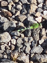 Erythemis vesiculosa