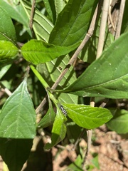 Latonigena