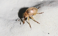 Corimalia