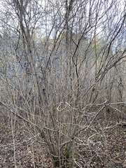 Syringa
