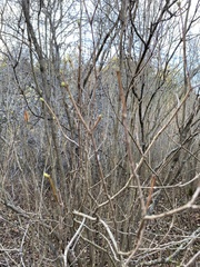 Syringa