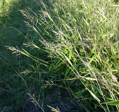 Panicum deustum