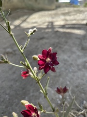 Malesherbia linearifolia