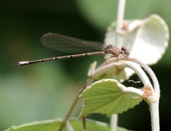 Argia sedula