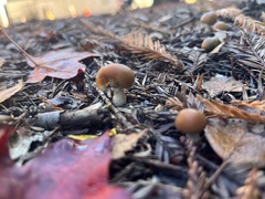 Psilocybe allenii