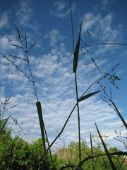 Panicum deustum