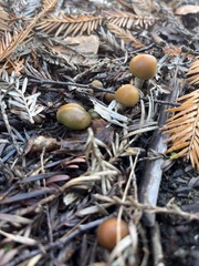 Psilocybe allenii