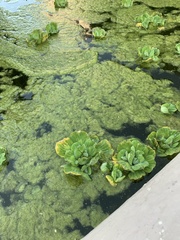 Pistia stratiotes