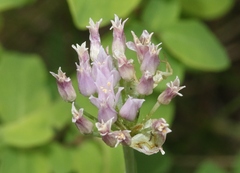 Allium geyeri