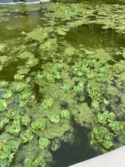 Pistia stratiotes