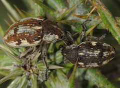 Larinus onopordi