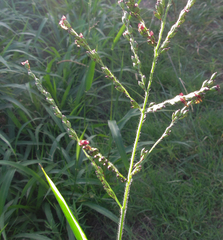 Panicum deustum