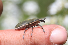 Lixus circumcinctus
