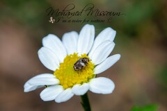 Anthrenus angustefasciatus