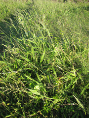 Panicum deustum