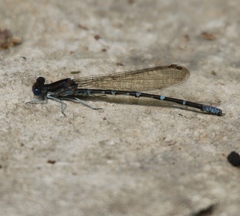 Argia sedula